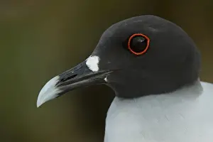 Swallow-tailed Gull (Larus furcatus) GALAPAGOS ISLANDS, Ecuador, South America