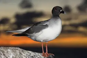 Oceanic Prints: Swallow-tailed Gull (Larus furcatus) Punto Cevallos, Espanola (Hood) Island