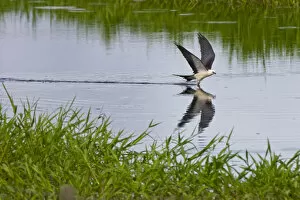 Images Dated 5th August 2005: The Swallow-tailed Kite (Elanoides forficatus) breeds from the southeastern United