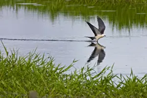 The Swallow-tailed Kite (Elanoides forficatus) breeds from the southeastern United