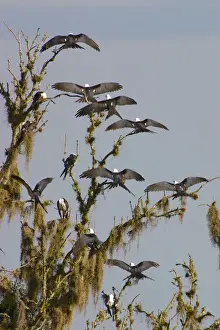 The Swallow-tailed Kite (Elanoides forficatus) breeds from the southeastern United