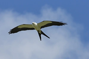 Swallow-tailed kite in flight, Elanoides forficatus, Central Florida, USA