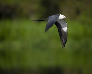 Florida Prints: Swallow-tailed kite in flight, Elanoides forficatus, Lake Woodruff NWR, Florida, USA