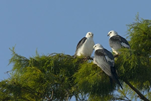 Images Dated 26th July 2014: Swallow-tailed kites roosting before migration, Elanoides forficatus, Lake Woodruff NWR