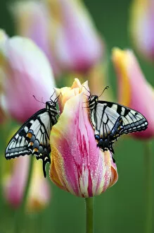 Two Swallowtail Butterflies on Tulip in Early Morning
