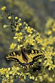 Images Dated 23rd February 2004: Swallowtail butterfly