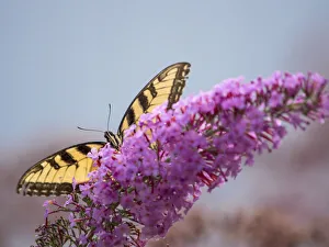 Images Dated 20th May 2021: Swallowtail butterfly on butterfly (buddleia) bush flower, Day Preserve, Illinois