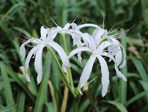 Grassland Prints: Swamp Lily, Crinum americanum, blooming, Everglades National Park, Florida, USA, Dezember