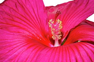 Lee Klopfer Prints: Swamp rose mallow