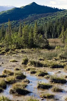 Images Dated 5th August 2005: Swamps created by the hot springs near Laird River in Hotsprings Provincial park