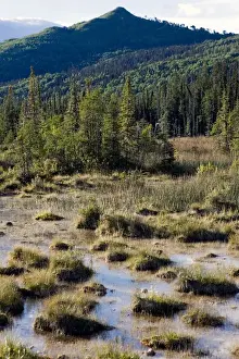 Luc Novovitch Prints: Swamps created by the hot springs near Laird River in Hotsprings Provincial park