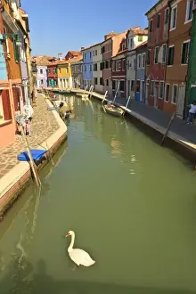 Swan Prints: Swans in canal, Burano Island, Lagoon Tour near Venice, Italy, Europe