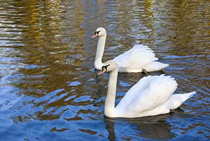 Netherlands, Holland Gallery: Swans in Keukenhof Gardens