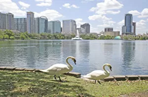 Images Dated 11th April 2008: Swans at Lake Eola Park, Orlando Florida