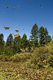 Eco Tourism Prints: Swarm of Monarch Butterflies in flight and in meadow, El Rosario Monarch Butterfly Reserve