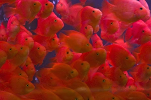 Swarm Prints: Swarms of gold fish, Shanghai, China