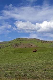 Horseshoe Bend Prints: Swather harvesting hay near Horseshoe Bend, Idaho, USA