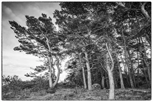 Europe Prints: Sweden, Bohuslan, Salto Island, coastal trees