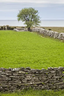 Sweden, Gotland Island, Sundre, stone wall, southern Gotland