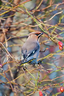 Fredrik Norrsell Prints: Sweden, Halland, Asa. Bohemian Waxwing (Bombycilla garrulus) feeding on rose hips
