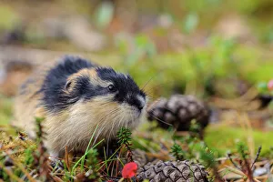 Fredrik Norrsell Prints: Sweden, Jamtland. Norway Lemming (Lemmus lemmus)