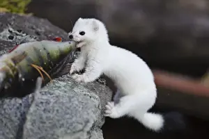 Images Dated 13th October 2008: Sweden, Jamtland. Short-tailed weasel or Ermine (Mustela erminea) feeding on a perch