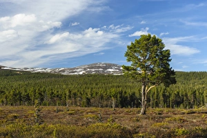 Images Dated 29th January 2013: Sweden, Jamtland, Valadalen Nature Preserve. Clearing with a solitary Scots Pine