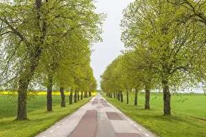 Europe Prints: Sweden, Lake Vattern Area, country road, springtime