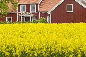 Europe Prints: Sweden, Lake Vattern Area, Renstad, farm, springtime