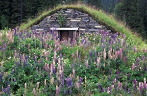 Lapland Prints: Sweden, Lappland. Root Cellar