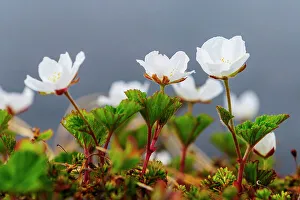 Sweden, Norrbotten, Abisko, Stordalen Nature Preserve. Flowering Cloudberry plants (Rubus chamaemorus)