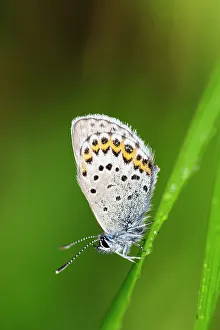 Fredrik Norrsell Prints: Sweden, Norrbotten, Abisko, Torne Lake. Northern Blue butterfly (Plebejus ida)