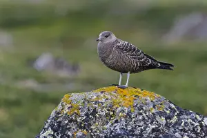Fredrik Norrsell Prints: Sweden, Norrbotten. Juvenile Long-tailed Jaeger (Stercorarius longicaudus)