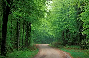 Sweden, Skane. Beech (Fagus sylvatica) Forest