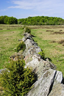 Images Dated 29th January 2013: Sweden, Skane, Drakamollan Nature Preserve. Stone fence