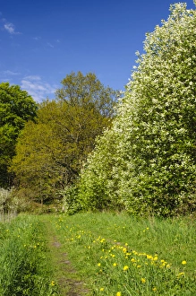 Images Dated 29th January 2013: Sweden, Skane, Drakamollan Nature Preserve. Flowering European Bird Cherry (Prunus padus)