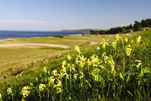 Images Dated 29th January 2013: Sweden, Skane, Simrishamn, Verkeans Nature Preserve