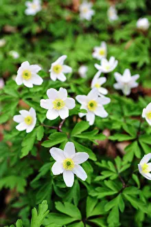Fredrik Norrsell Prints: Sweden, Skane. Wood Anemone (Anemone nemorosa), flowering in early spring