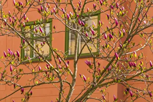 Sweden, Stockholm, Gamla Stan, Old Town, magnolia tree, spring