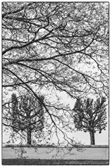 Capital City Prints: Sweden, Stockholm, trees, early spring