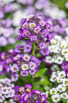 Images Dated 22nd January 2021: Sweet alyssum