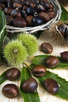 Edible Prints: Sweet chestnuts (Castanea sativa)