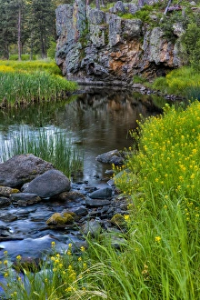 Images Dated 11th June 2016: Sweet clover along French Creek in the Black Hills of Custer State Park, South Dakota