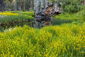 Images Dated 11th June 2016: Sweet clover along French Creek in the Black Hills of Custer State Park, South Dakota