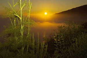 Images Dated 15th July 2006: Sweet fennel, Foeniculum vulgare, and sunset over Big Sur coastline, California