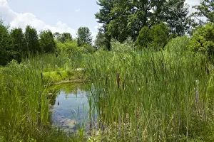 Species Prints: Sweet Grass Gardens Nursery carries several rare or hard-to-find species such as