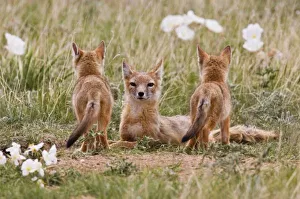 Vixen Prints: Swift Fox (Vulpes