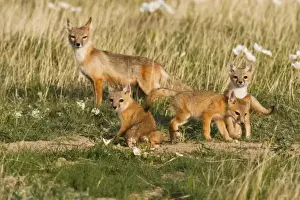 Grasslands Prints: Swift Fox (Vulpes velox) female with young at den on the Pawnee National Grasslands