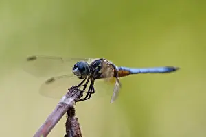 Skimmer Prints: Swift Long-winged Skimmer, Pachydiplax longipennis, Kentucky