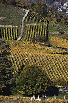 Images Dated 28th October 2005: Swiss village and vineyard in autumn color, Interlaken, Switzerland along the Brienzwer